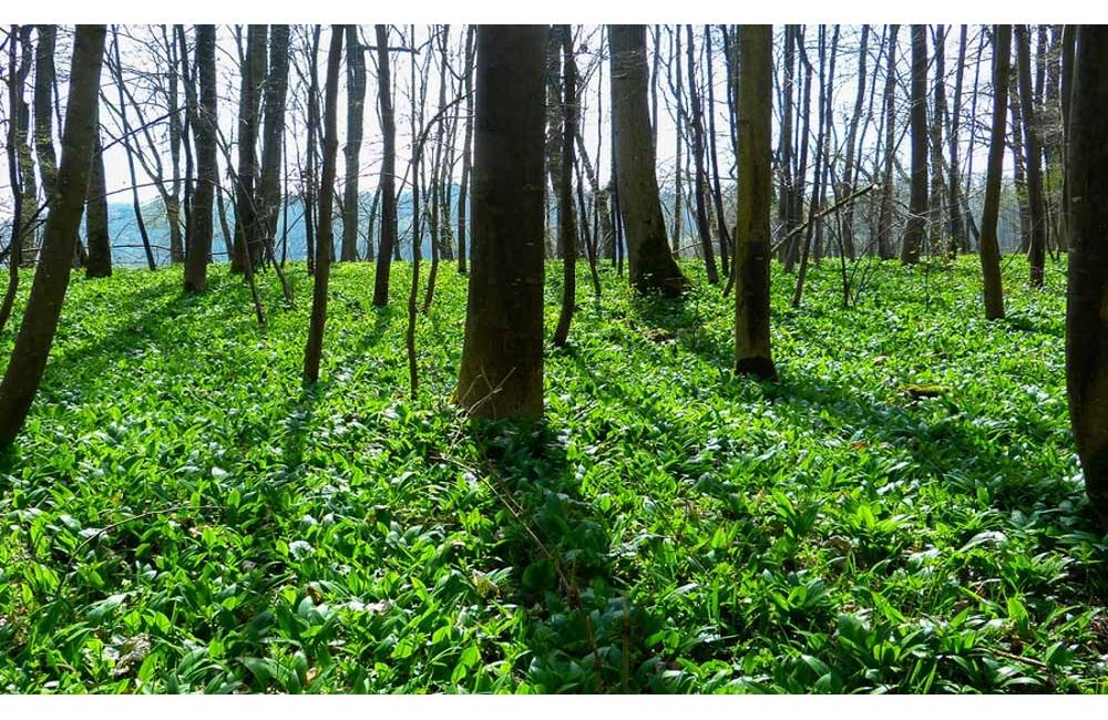 Foto: Zbierate medvedí cesnak? Dajte si pozor na jeho zámenu s listami jedovatej konvalinky
