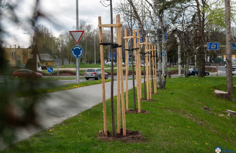 Foto: V Poprade boli nahradené stromy so zlým zdravotným stavom. Mesto bude v dopĺňaní zelene pokračovať