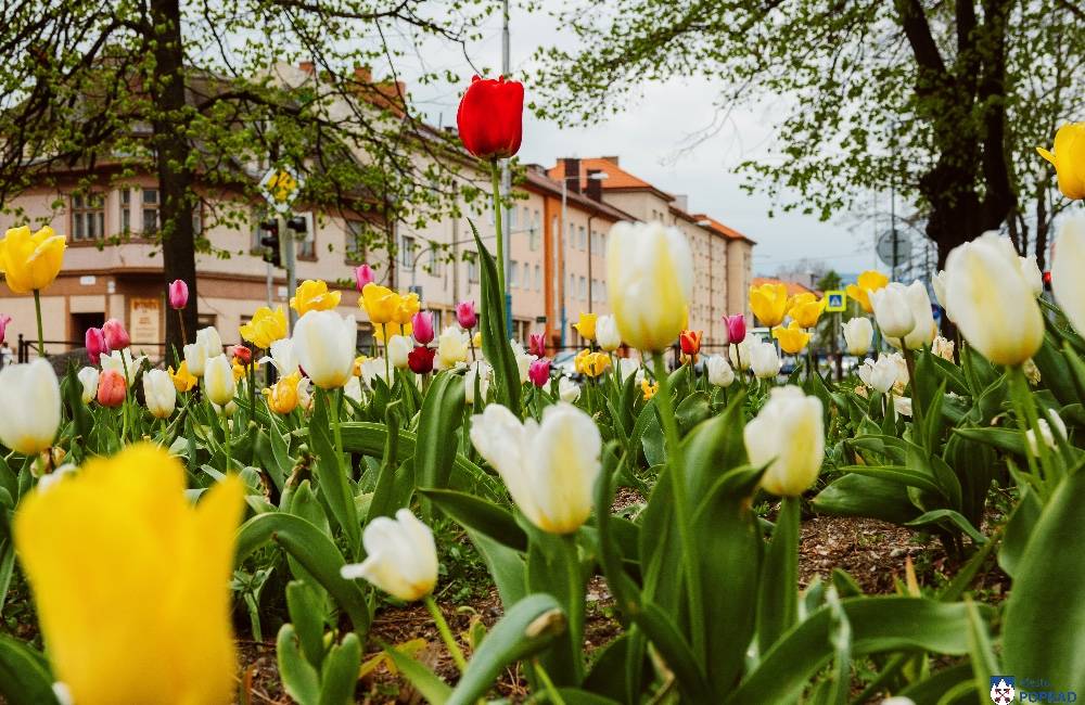 Foto: Poprad opäť zdobia farebné holandské tulipány 