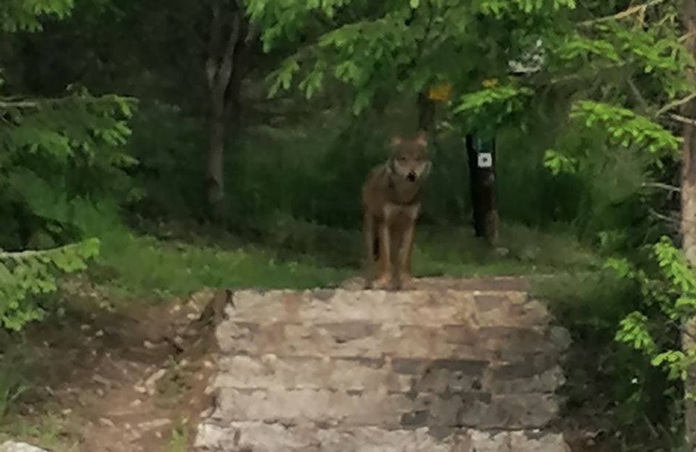 V okolí Tatranskej Polianky si dávajte pozor, pohybuje sa tam vlk