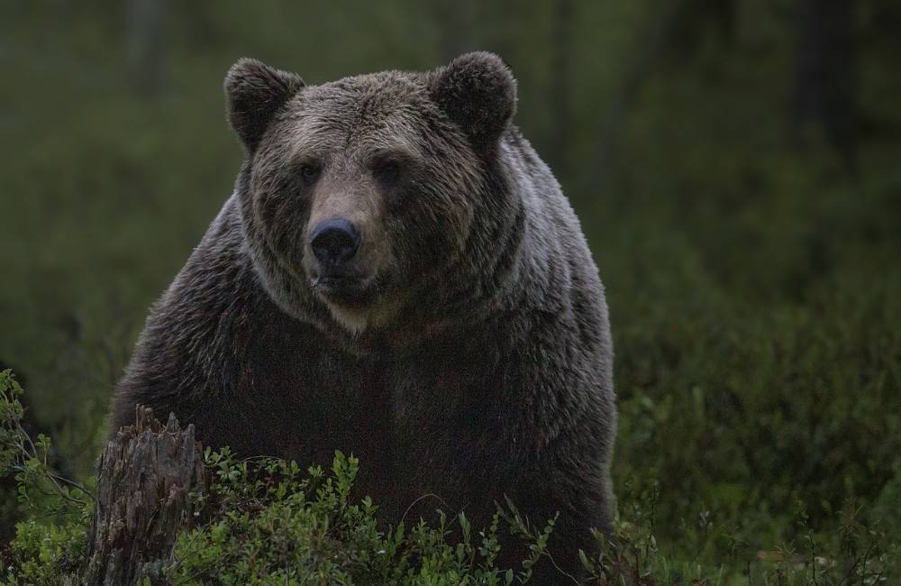 Pri Domaši bol spozorovaný medveď. V oblasti Suchý jarok zvýšte opatrnosť