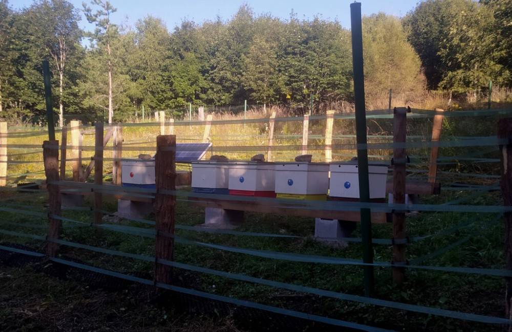 FOTO: Na lúke v Tatranskej Lomnici našlo nový domov až päť včelích rodín 