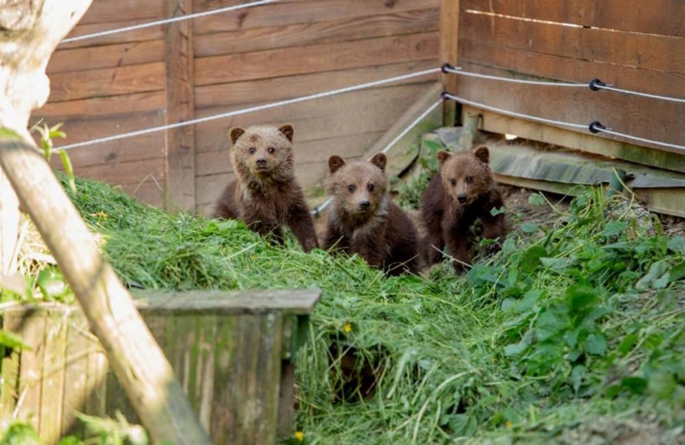 FOTO: Medvedie siroty z Vysokých Tatier našli nový domov v košickej zoologickej záhrade