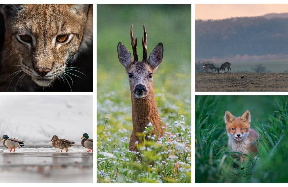 Hodiny strávené v obklopení prírody bez pohybu: Pozrite si wildlife fotografie od Jozefa Kovalíka