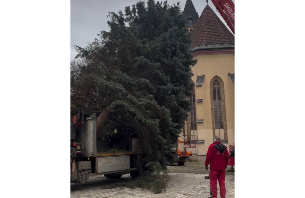 VIDEO: Už aj v Sabinove majú vianočný stromček. Pozrite si jeho cestu na námestie a aj stavanie