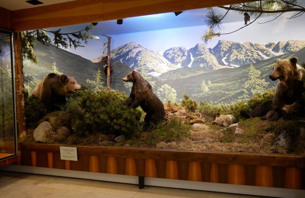 FOTO: V Múzeu Tatranského národného parku prerobili časť expozície, v centre pozornosti je medvedica s mláďatami