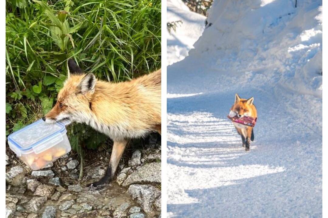Líšky v TANAP-e strácajú plachosť, problémom sú turisti, ktorí im núkajú jedlo