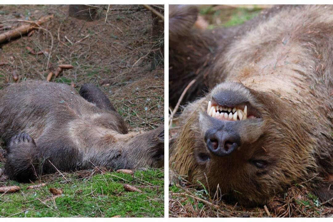 FOTO: V národnom parku bol nájdený zastrelený medveď, usmrtil ho pytliak