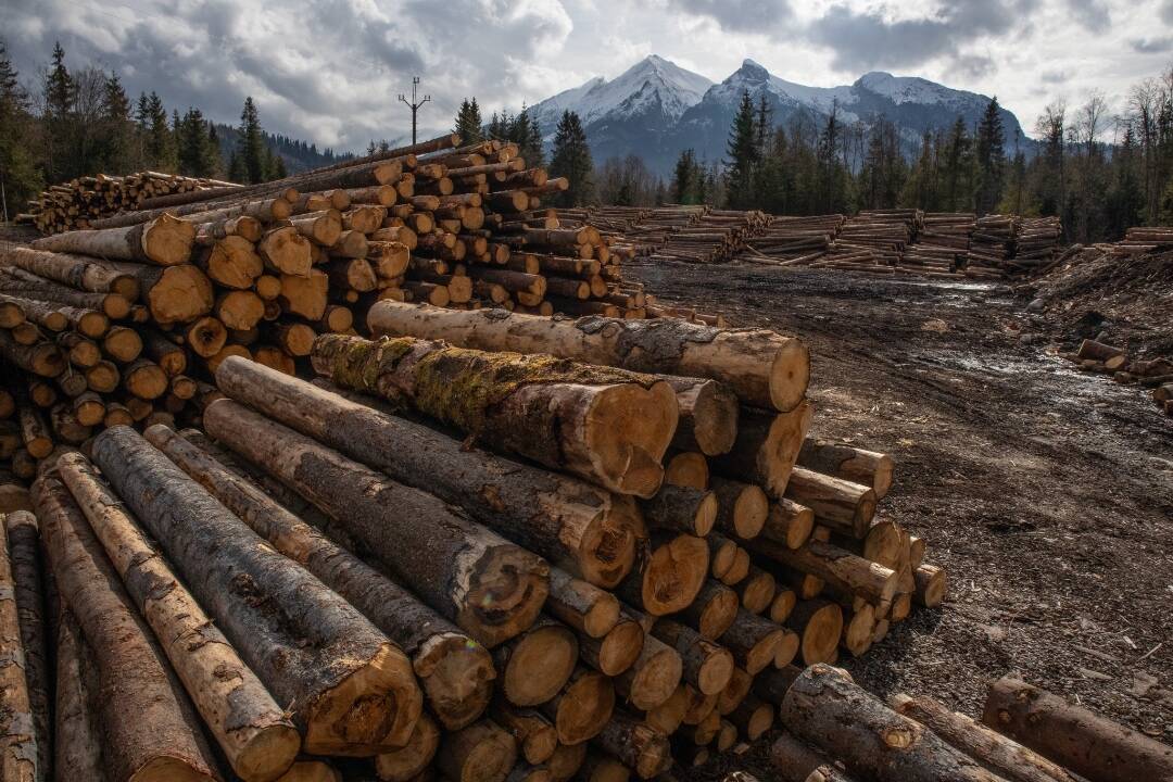 FOTO: Organizácia pre ochranu životného prostredia upozorňuje na ťažbu dreva v TANAP-e