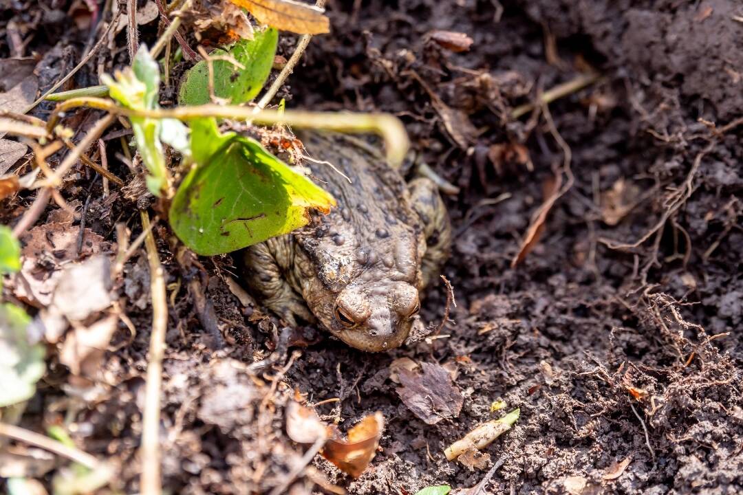 FOTO: Na Sigorde stavali zábrany pre žaby, pomáhajú im aj počas migrácie