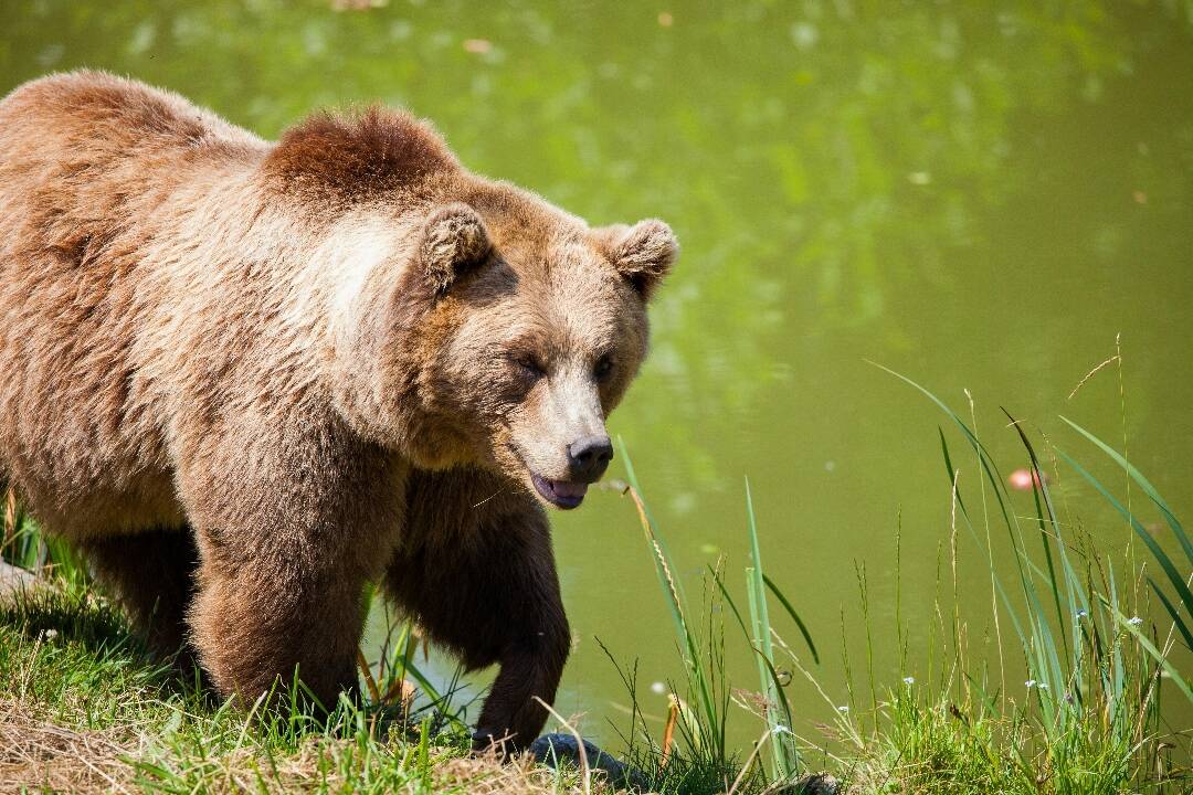 Pre výskyt medveďov vyhlásili mimoriadnu situáciu. Ide aj o okresy Prešovského kraja