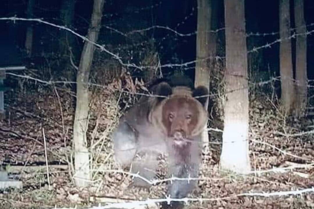 V okrese Snina vyčíňal medveď, medzi Stakčínom a Uličom buďte mimoriadne opatrní