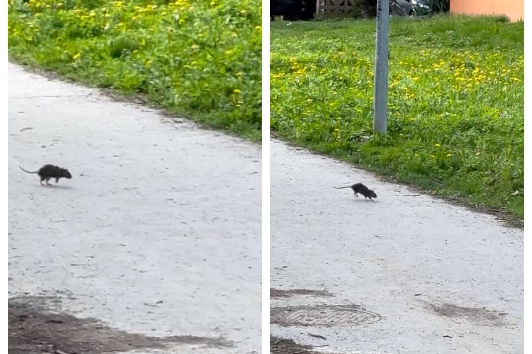 VIDEO: Prešovčanku prekvapil pri detskom ihrisku pobehujúci potkan. Zvýšený výskyt hlodavcov mesto rieši