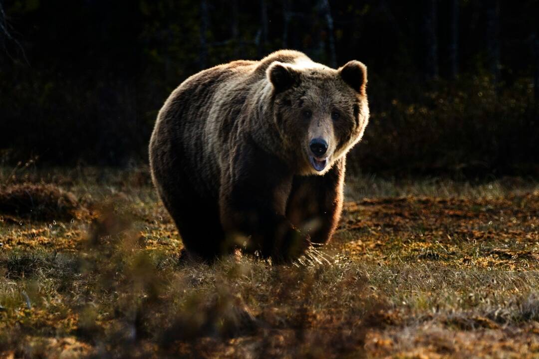 V Prešovskom kraji bol zaznamenaný pohyb medveďa. Na týchto miestach zvýšte ostražitosť