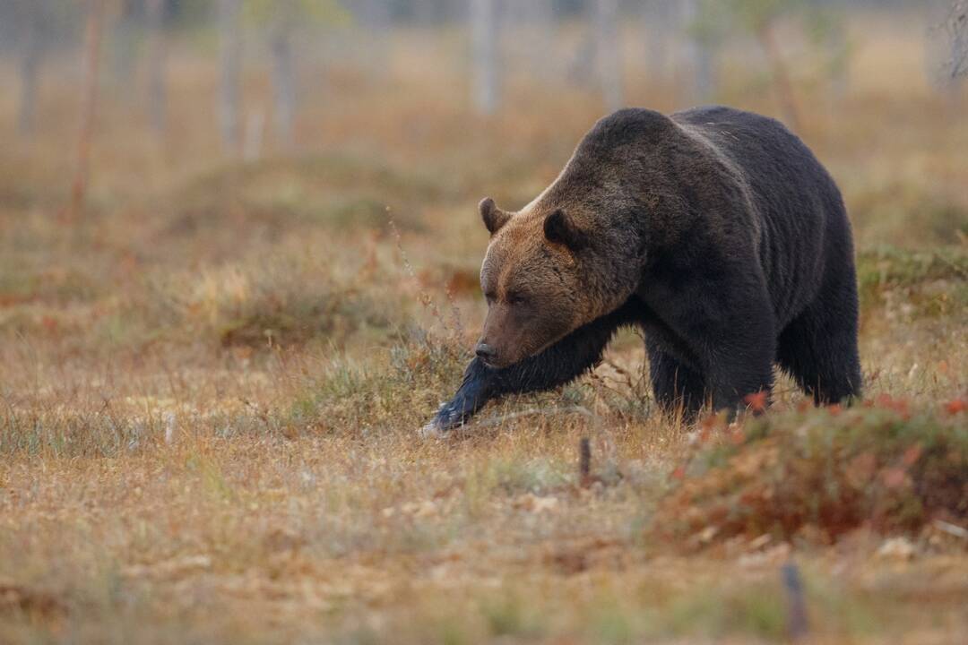 Ďalší medveď v blízkosti Prešova. Videli ho v obci len pár kilometrov od mesta