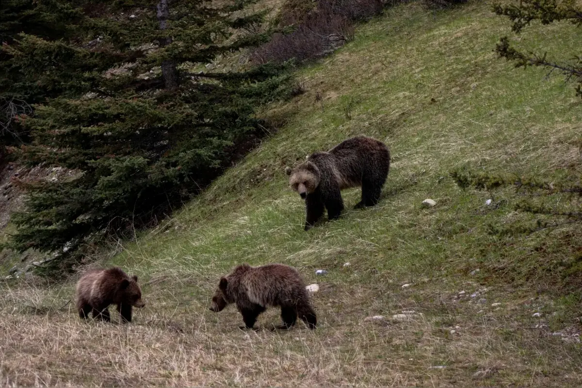 Foto: Ďalšie obce v Prešovskom kraji sú v pozore. Medvedicu s mláďatami videli na týchto miestach
