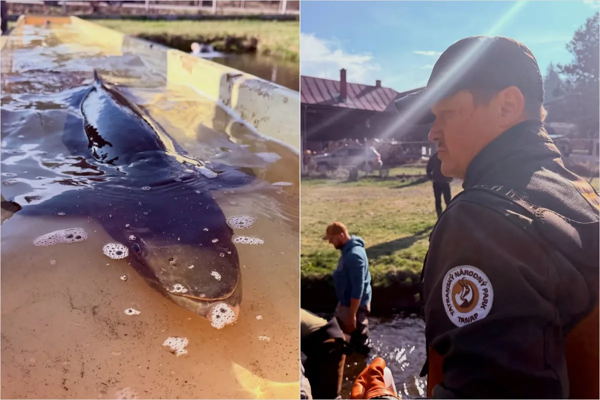 VIDEO: Pod Tatrami zachraňujú vzácnu hlavátku, rodí sa nová generácia kráľovnej riek