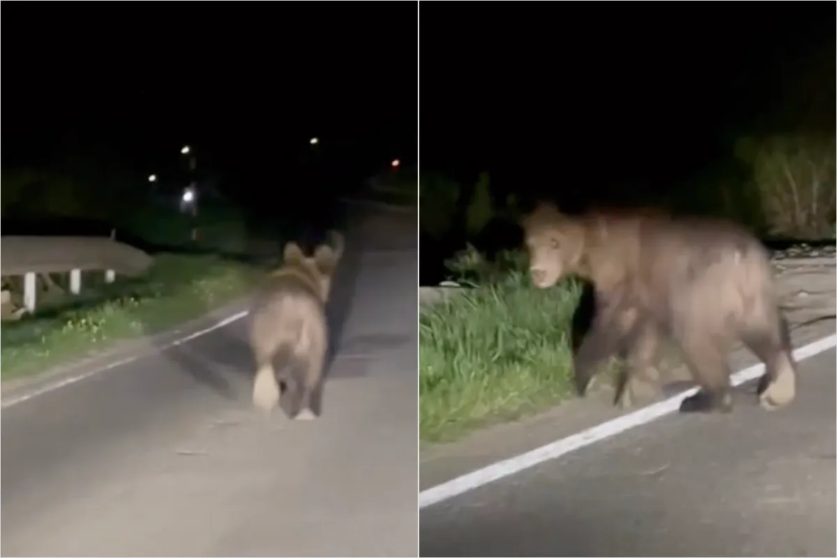 VIDEO: Ďalší medveď v okrese Humenné. Pobehoval po ceste, v tejto lokalite jazdite opatrne