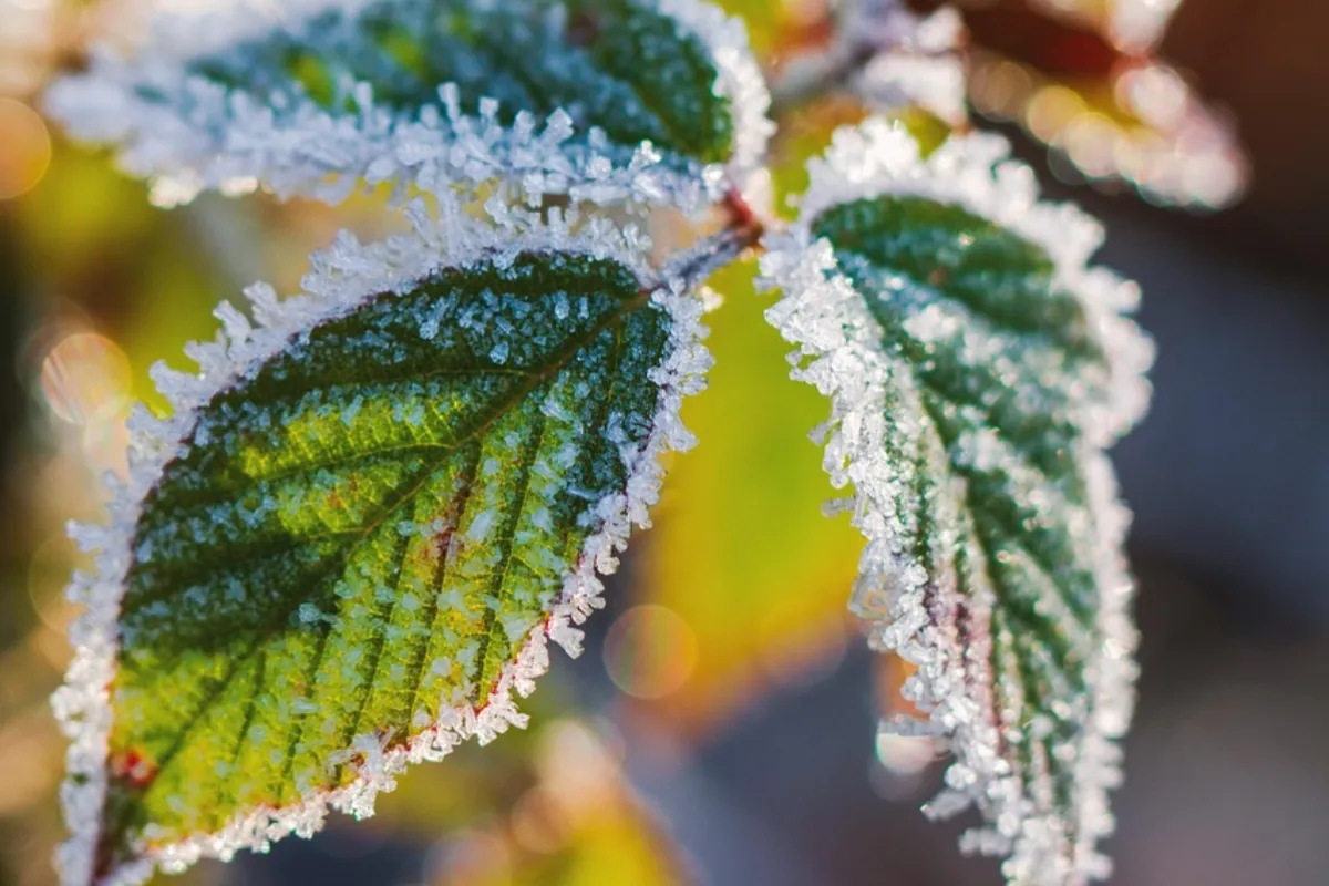 Meteorológovia varujú pred mrazom v Prešovskom kraji. Teploty môžu klesnúť na -2 stupne Celzia