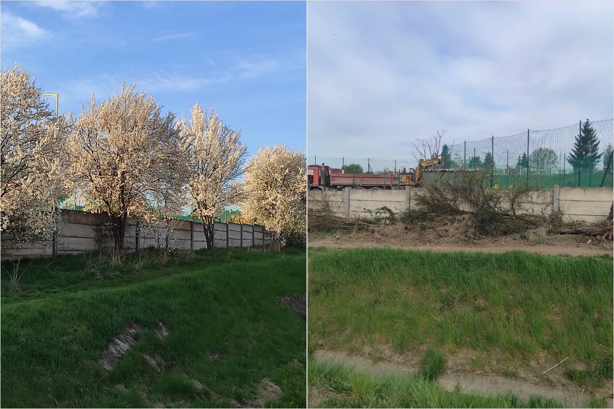 FOTO: Kvitnúce stromy v Ľuboticiach po pár dňoch zmizli. Obyvatelia to kritizujú, mesto malo dôvod