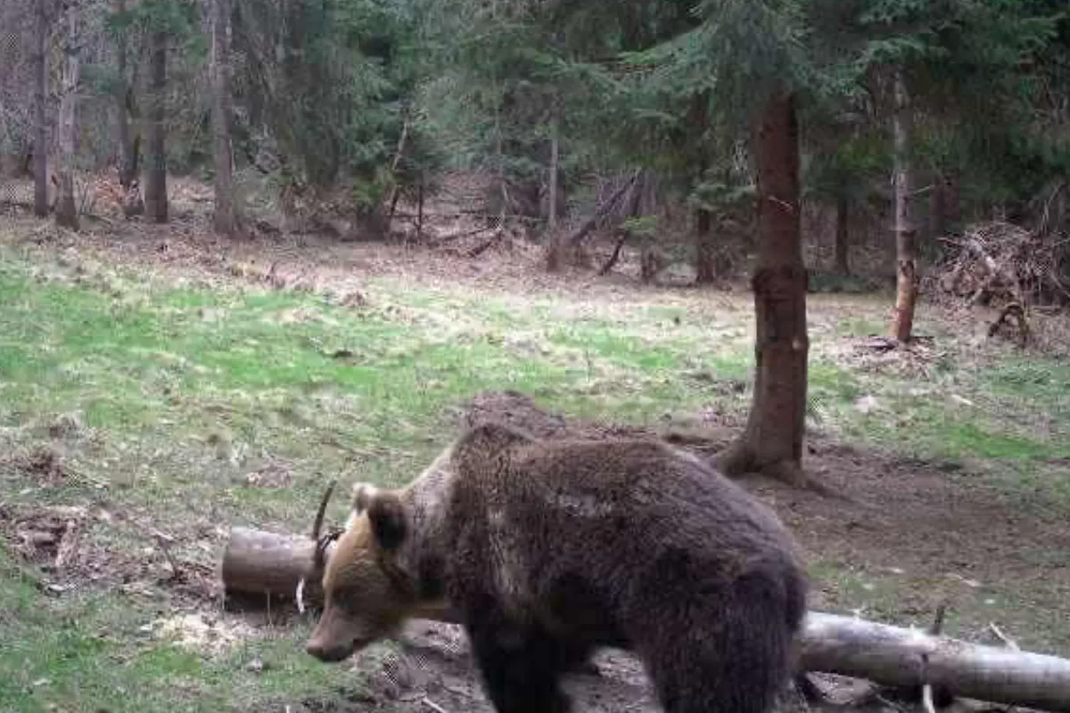 Ďalšia obec v okrese Stará Ľubovňa upozorňuje na výskyt medveďa. Pohyboval sa na viacerých miestach