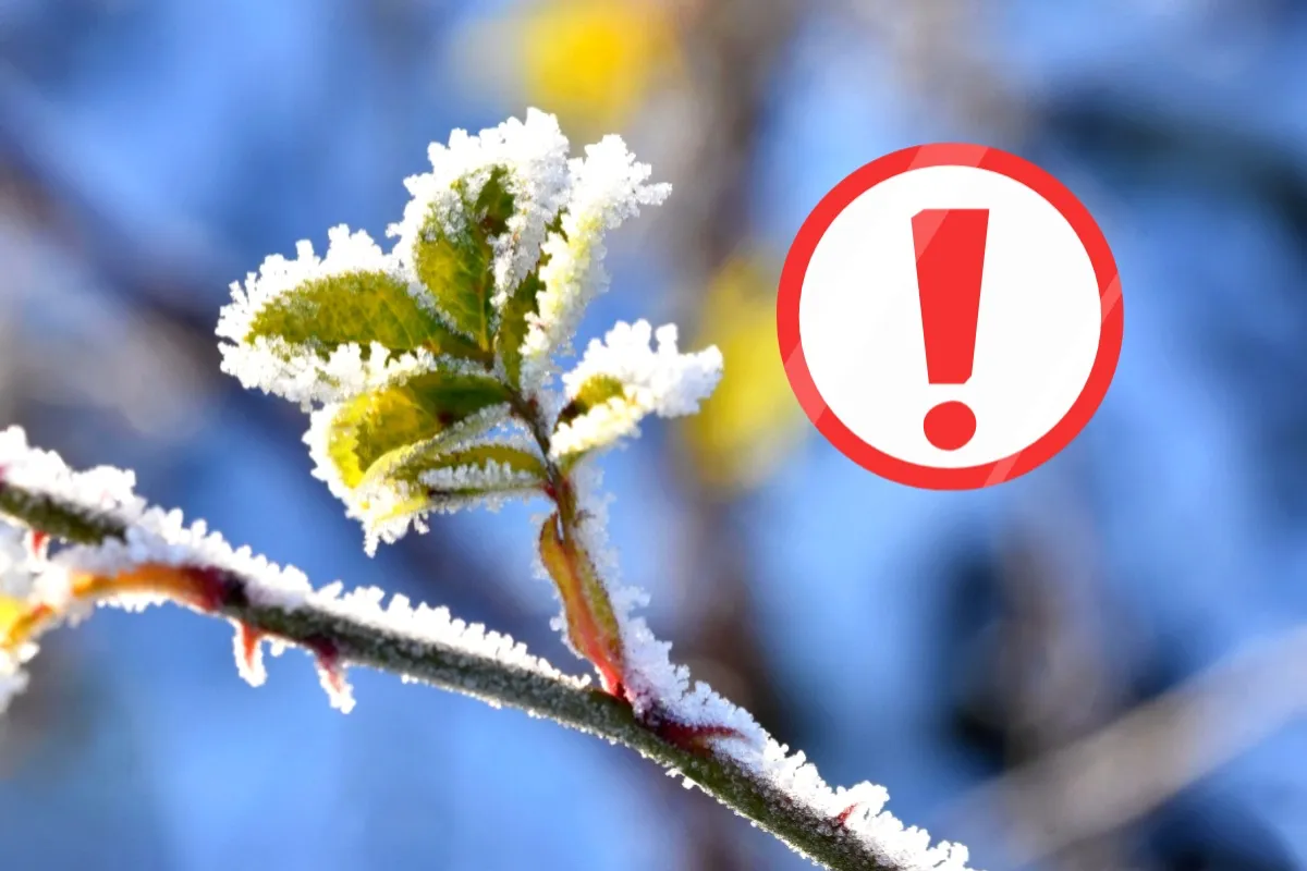 Nočný mráz nás v Prešovskom kraji trápi aj naďalej. Kedy príde zmena?