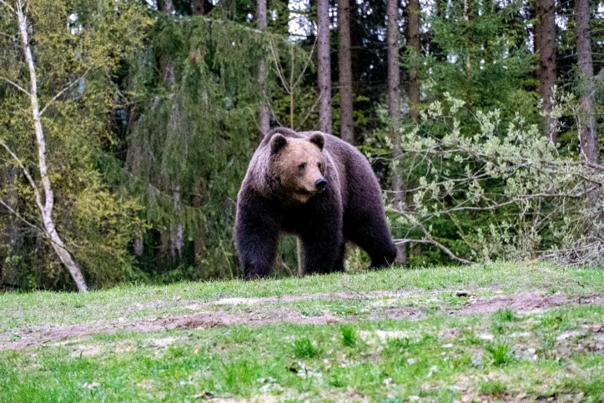 Medveď sa pohybuje pri chodníku aj detskom ihrisku. Dajte si pozor hlavne ráno a večer, varuje obec