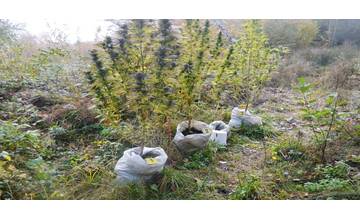 Dvaja mladíci vo veku 16 a 17 rokov pestovali v horách marihuanu, polícia ich stíha