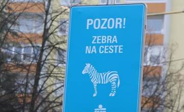 Na  cestách v Prešove pribudlo 15 bezpečnejších priechodov pre chodcov. POZOR! Zebra na ceste