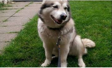 V prípade fenky Aljašského malamuta, ktorú zabili a stiahli z kože, nebude nikto potrestaní