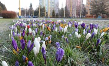 V trávnatých plochách sa už rozkvitli šafrány, postupne začnú kvitnúť aj ďalšie jarné cibuľoviny