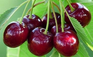 Dvaja neznámi páchatelia oberali zo stromu do tašky cudzie čerešne, spôsobili škodu 20 eur