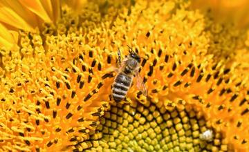 Bardejovská včelia farma je uznávaná na celom svete. Rok 2023 začala oceneniami vo Francúzsku a Taliansku