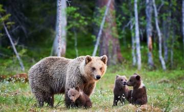 Medvedica s mláďatami bola spozorovaná aj vo Veľkej Lomnici. Ide o severnú časť obce v blízkosti lesa