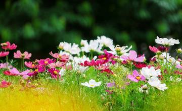 V Poprade prebieha výsadba letničiek. Nie je jasné, či si mesto bude môcť také skrášlenie dovoliť aj budúci rok