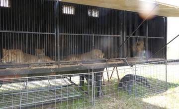 Enviropolícia v Prešove obvinila majiteľa cirkusu, ktorý protiprávne držal 14 levov afrických