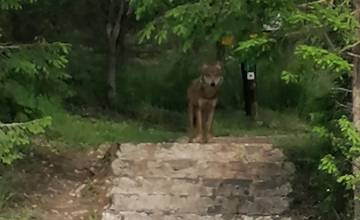 V okolí Tatranskej Polianky si dávajte pozor, pohybuje sa tam vlk