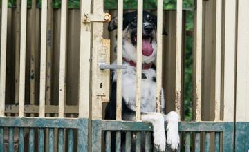 FOTO: O opustené psíky v Poprade bude lepšie postarané. Mestský útulok prešiel výraznou zmenou 