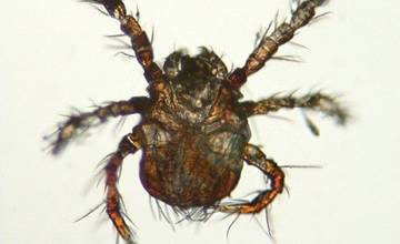 Počas túry v Slovenskom raji sa vyhnite kontaktu s trombikulami, spôsobujú kožné ochorenie