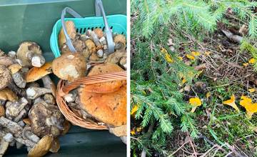 FOTO: Podtatranské lesy cez víkend potešili hubárov. Pozrite si ich úlovky