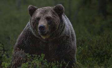 Pri Domaši bol spozorovaný medveď. V oblasti Suchý jarok zvýšte opatrnosť