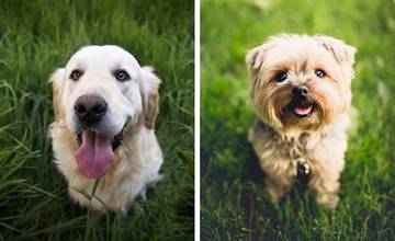 ZOZNAM: Pozrite si, ktoré plemená psov sú v Prešove najčastejšie