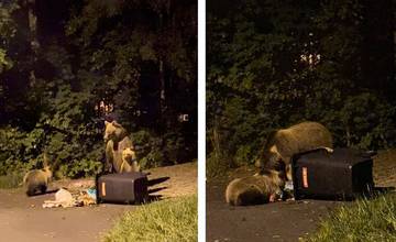 VIDEO: V Dolnom Smokovci sa medvede kŕmili z kontajnera. Spustila sa vlna kritiky na nezabezpečené koše