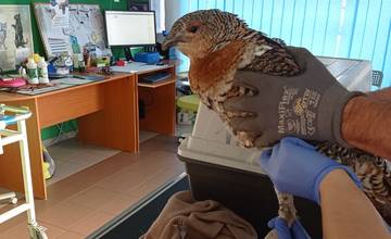 FOTO: V Dolnom Smokovci našli zranenú hluchánicu Stelu. Na tele mala krvácajúce poranenie