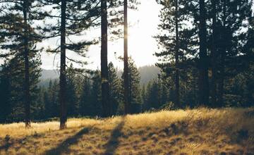 Senior zo Sniny mal ukradnúť fotopascu, ktorá bola umiestnená na strome. Bola v nej aj SIM a pamäťová karta