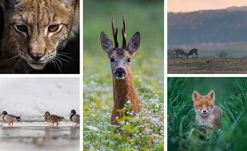 Hodiny strávené v obklopení prírody bez pohybu: Pozrite si wildlife fotografie od Jozefa Kovalíka