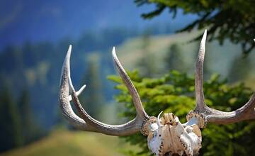 Neznámy páchateľ mal z rodinného domu v okrese Stará Ľubovňa ukradnúť poľovnícke trofeje