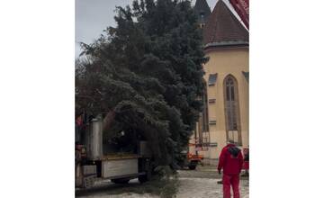 VIDEO: Už aj v Sabinove majú vianočný stromček. Pozrite si jeho cestu na námestie a aj stavanie