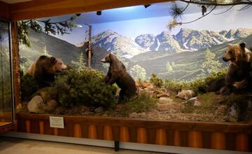 FOTO: V Múzeu Tatranského národného parku prerobili časť expozície, v centre pozornosti je medvedica s mláďatami
