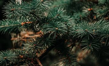 Po Troch kráľoch sa v Prešove začne bezplatný zber a odvoz vianočných stromčekov